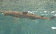 Basking Shark